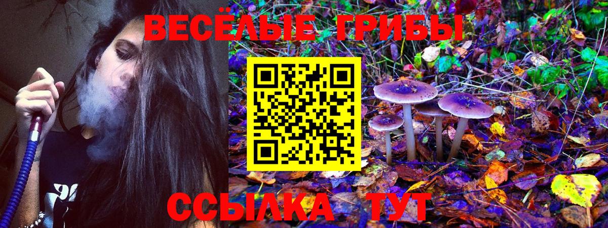 где продают   Вход с VPN  Пугачёв  Псилоцибиновые грибы MAGIC MUSHROOMS 